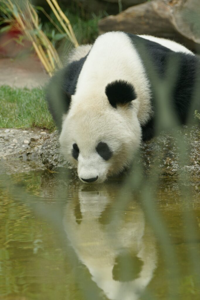 Family Trip to Austria Tiergarten Schönbrunn Observing the Pandas Robert Kanok: Family Trip to Austria Tiergarten Schönbrunn Observing the Pandas
